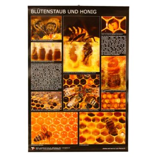 Poster "Lega" 60 x 90 cm Pollen und Honig