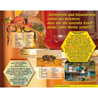 Poster 70 x 55cm "Wussten Sie Schon." Bienenvolk und Bienenleben