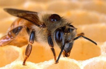 Biene-mit-Varroa